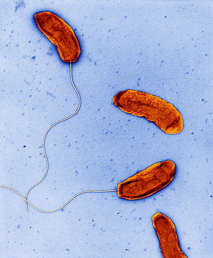 Vibrio cholera 15500x - Bakterien, Vibrio cholerae 15 500-1