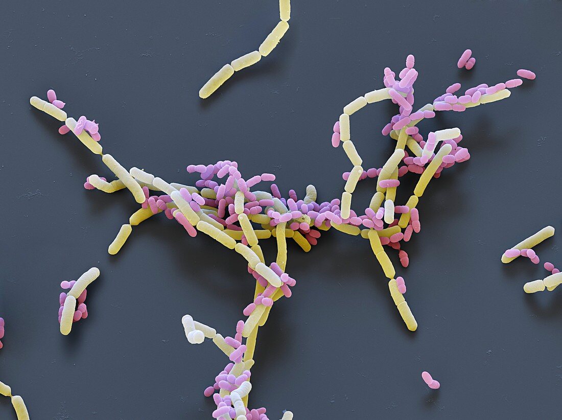 Probiotische Bakt 7000x - Probiotische Bakterien, Lactobacillus paracasei, 7000-1