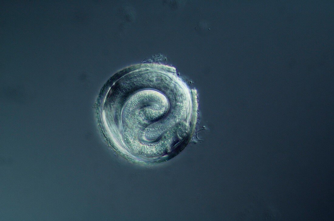 Dog roundworm hatching, light micrograph