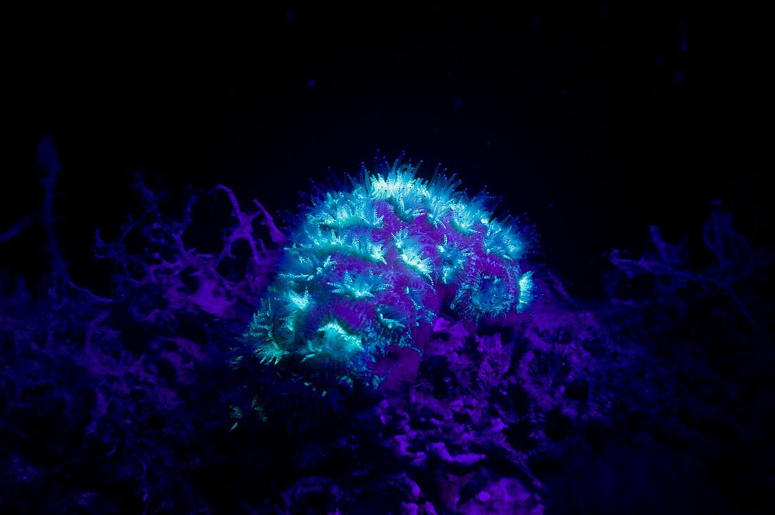 Steinkoralle in UV-Licht