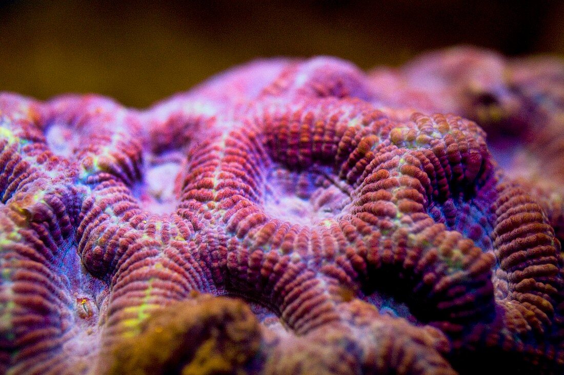 Fluoreszenz bei Korallen