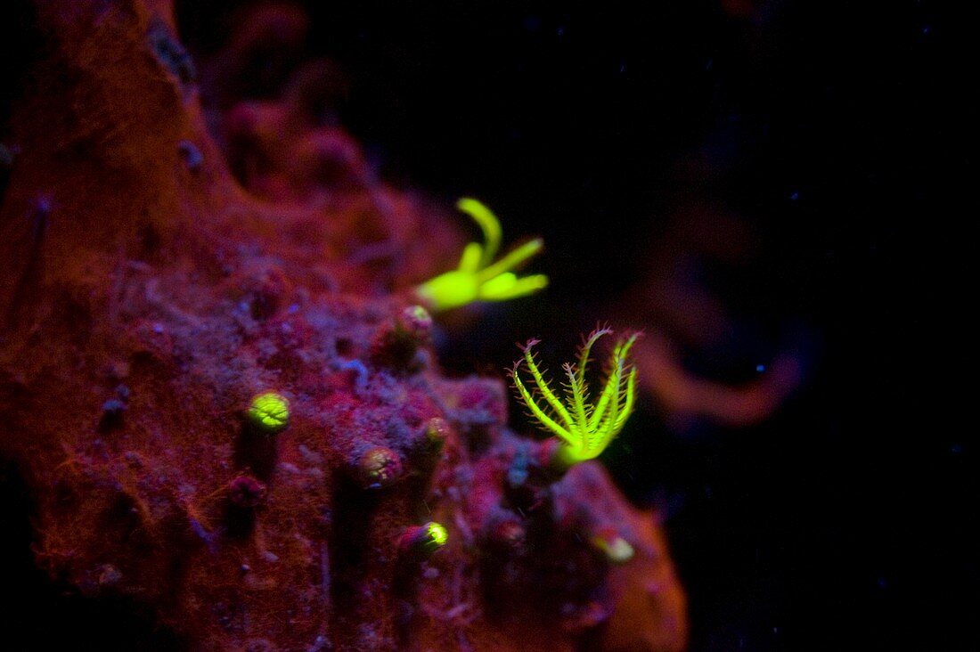 Soft coral and algae fluorescing