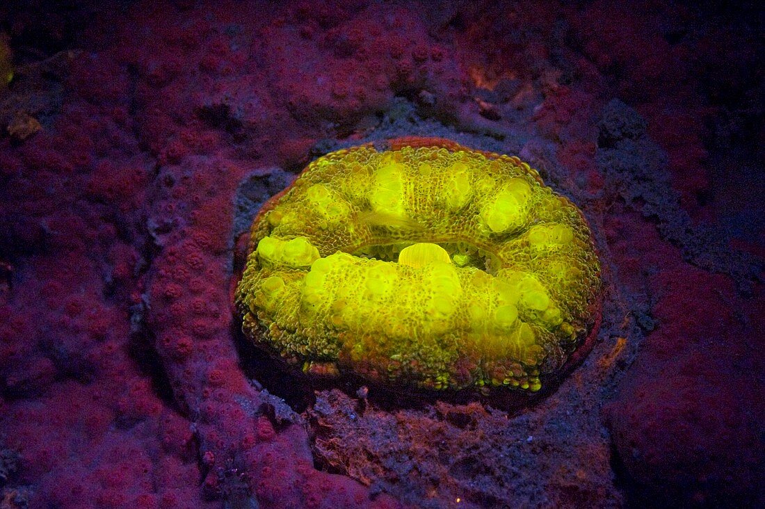 Sea anemone, underwater fluorescence