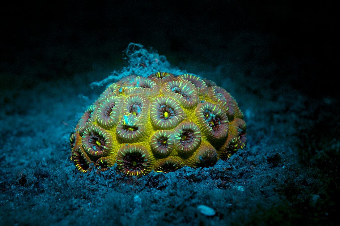 Fluoreszenz bei Meerestieren, Steinkoralle