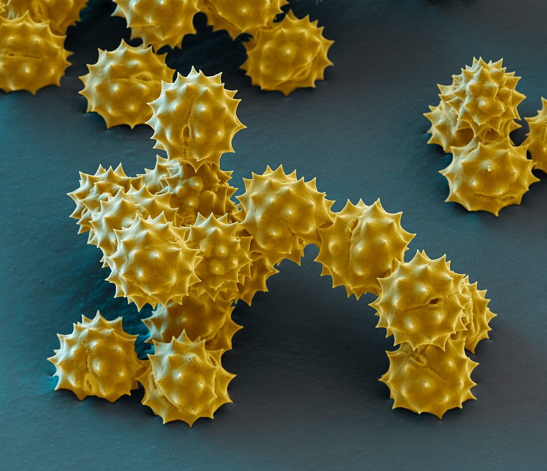 Yellow chamomile pollen grains, SEM