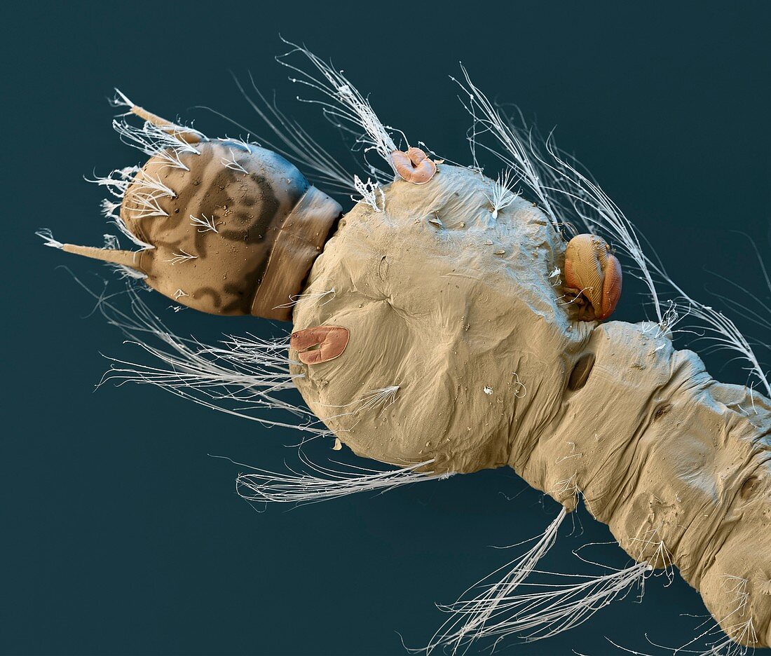 Mite on mosquito larva, SEM