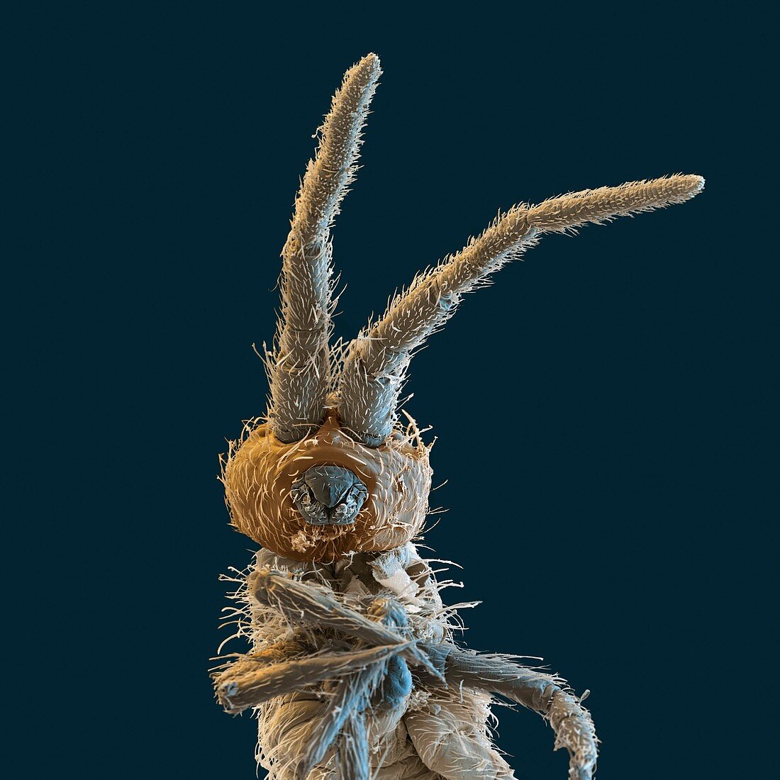 Collembola 75x - Collembola, Springschwanz, 75-1