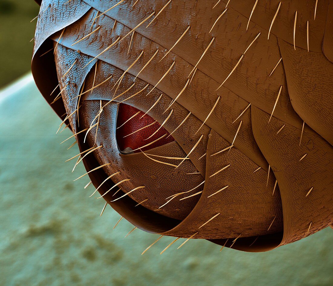 Wood ant abdomen, SEM