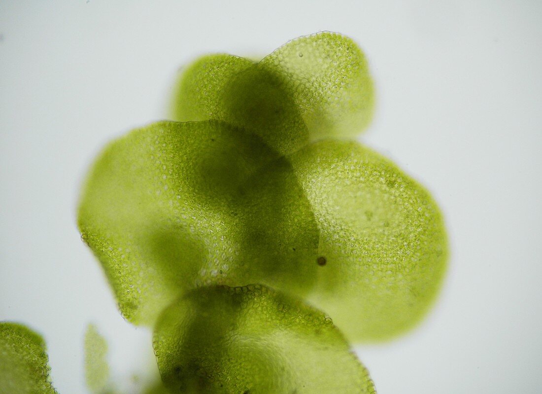 Moss, light micrograph