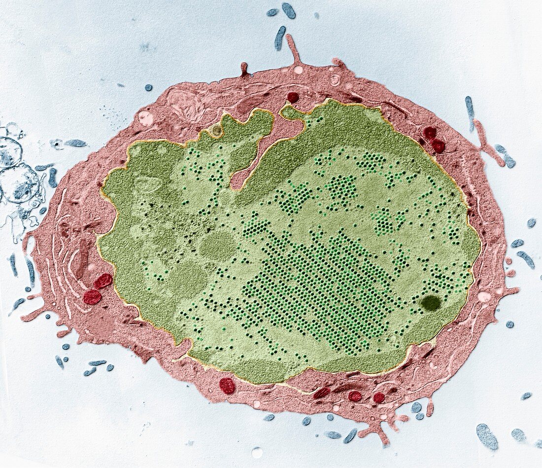 Adenoviren in einer Zelle 10 000:1
