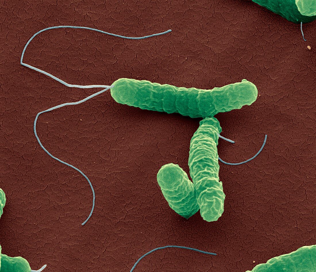 Helicobacter pylori 30 000:1
