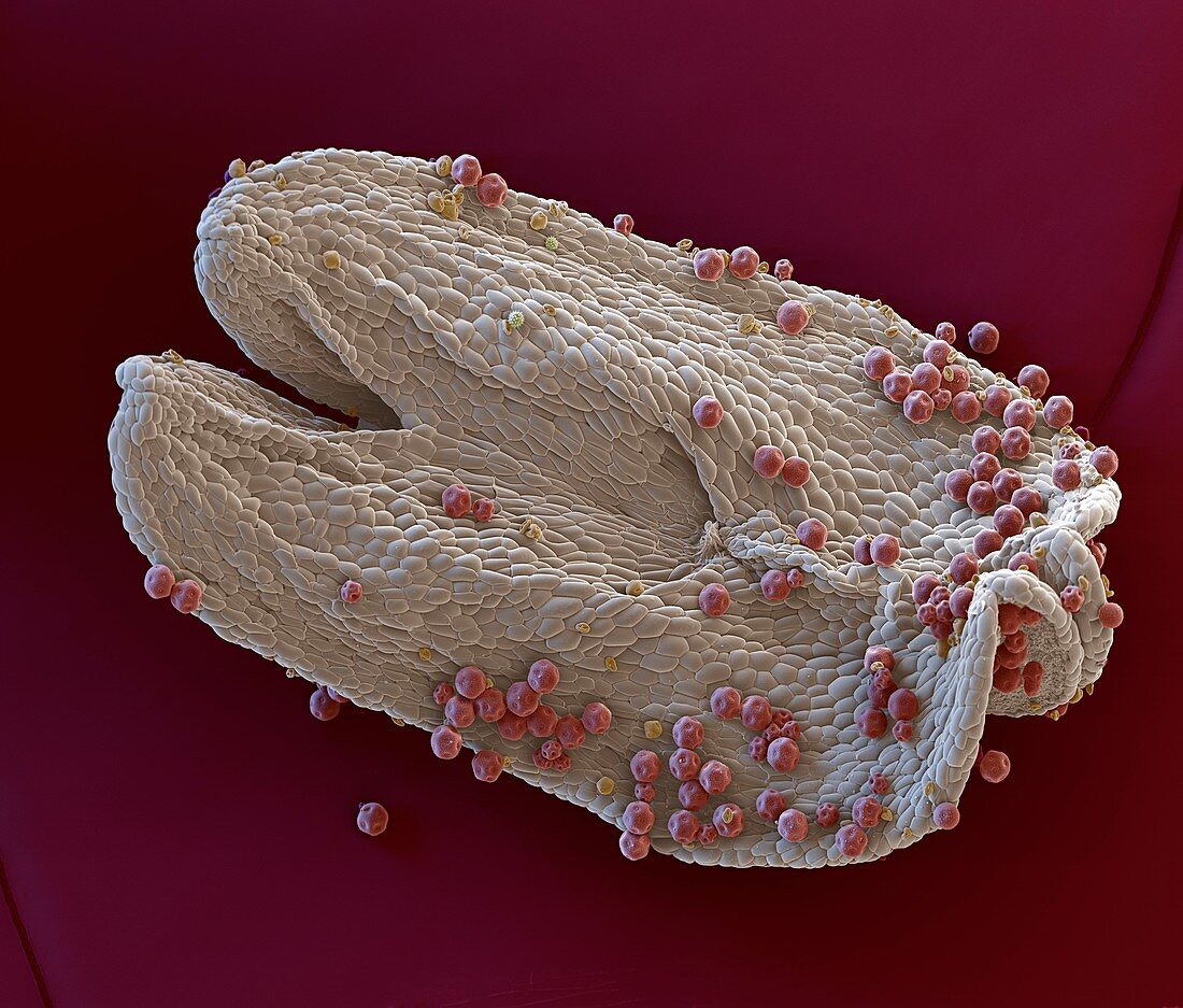 Sweet William anther and pollen, SEM