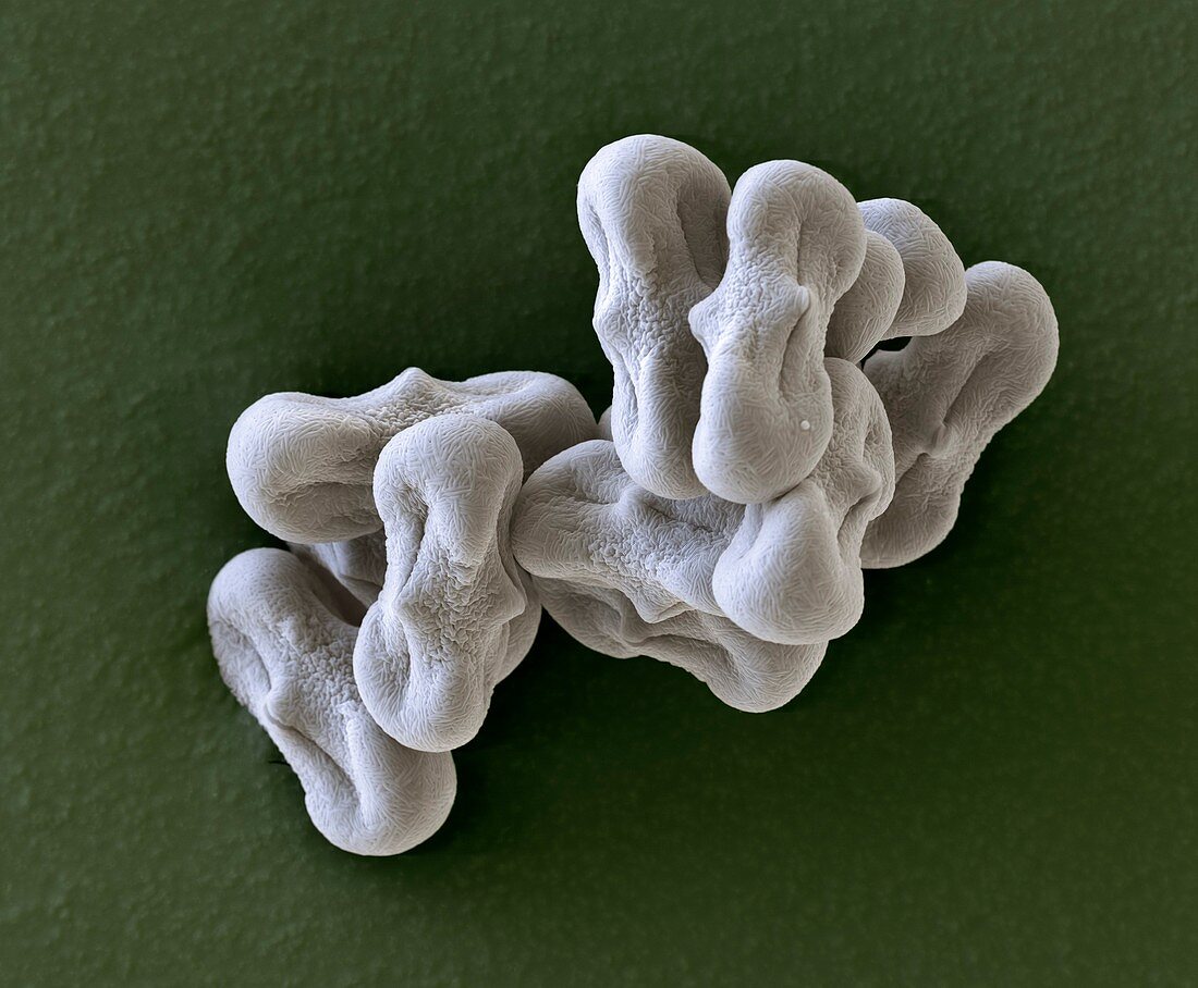 Coriander pollen, SEM