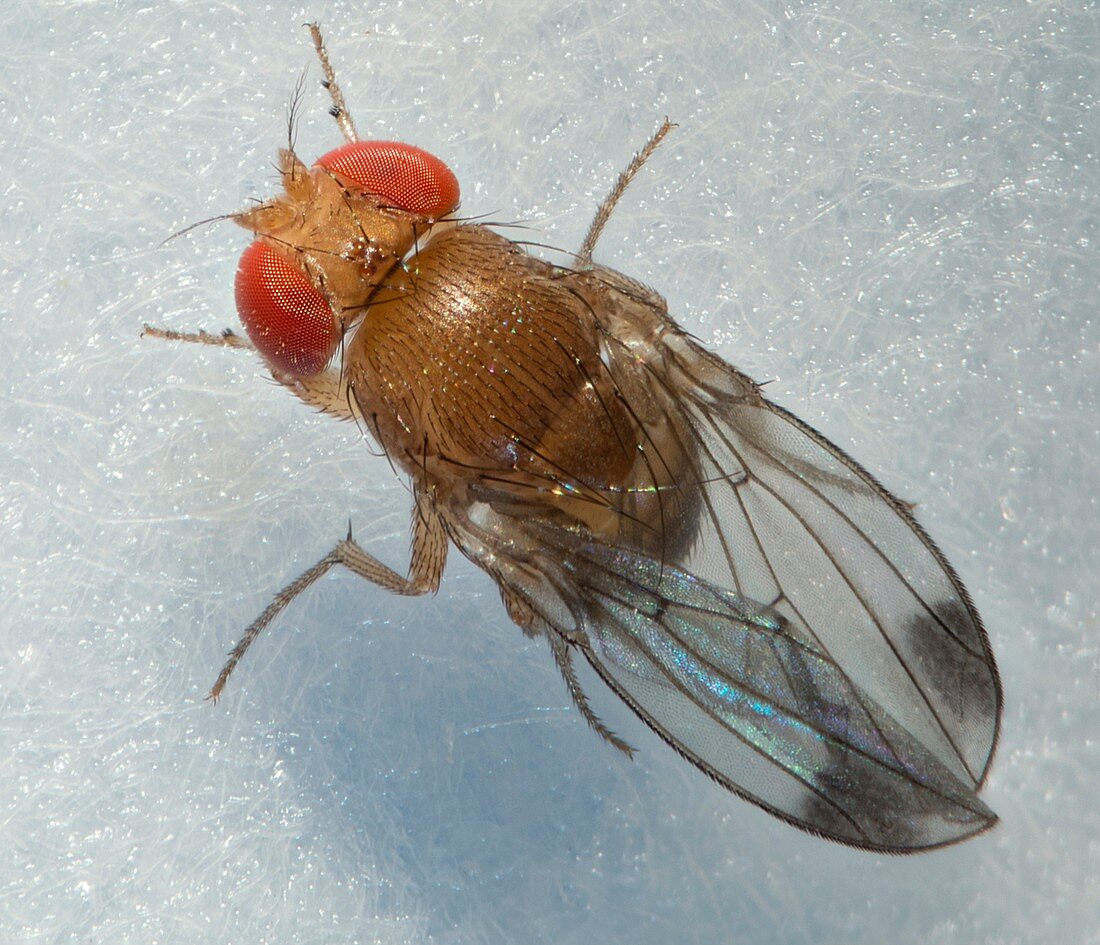 Fruit fly abdomen, SEM
