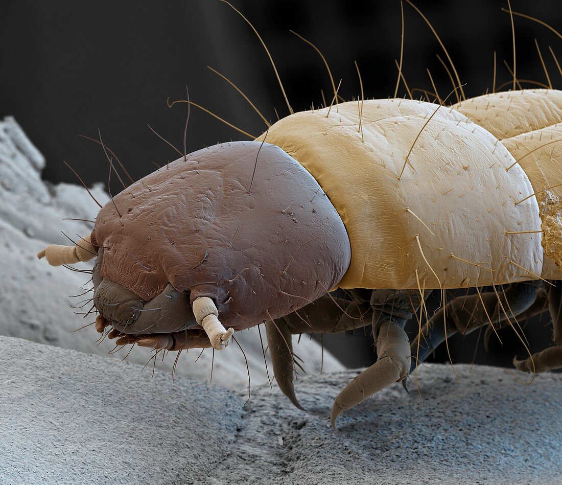 Flour beetle larva, SEM