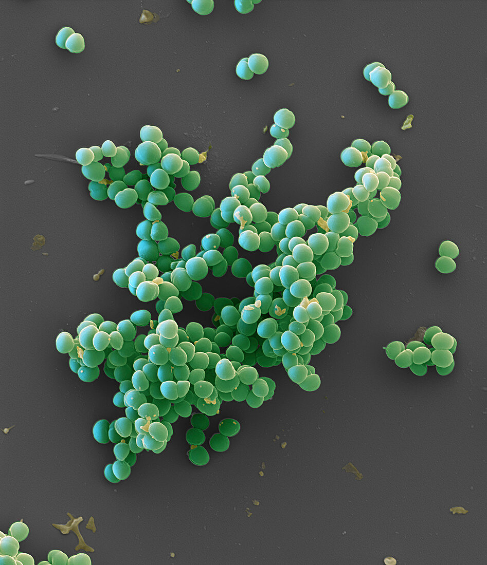 Staphylococcus pseudintermedius 10 000:1