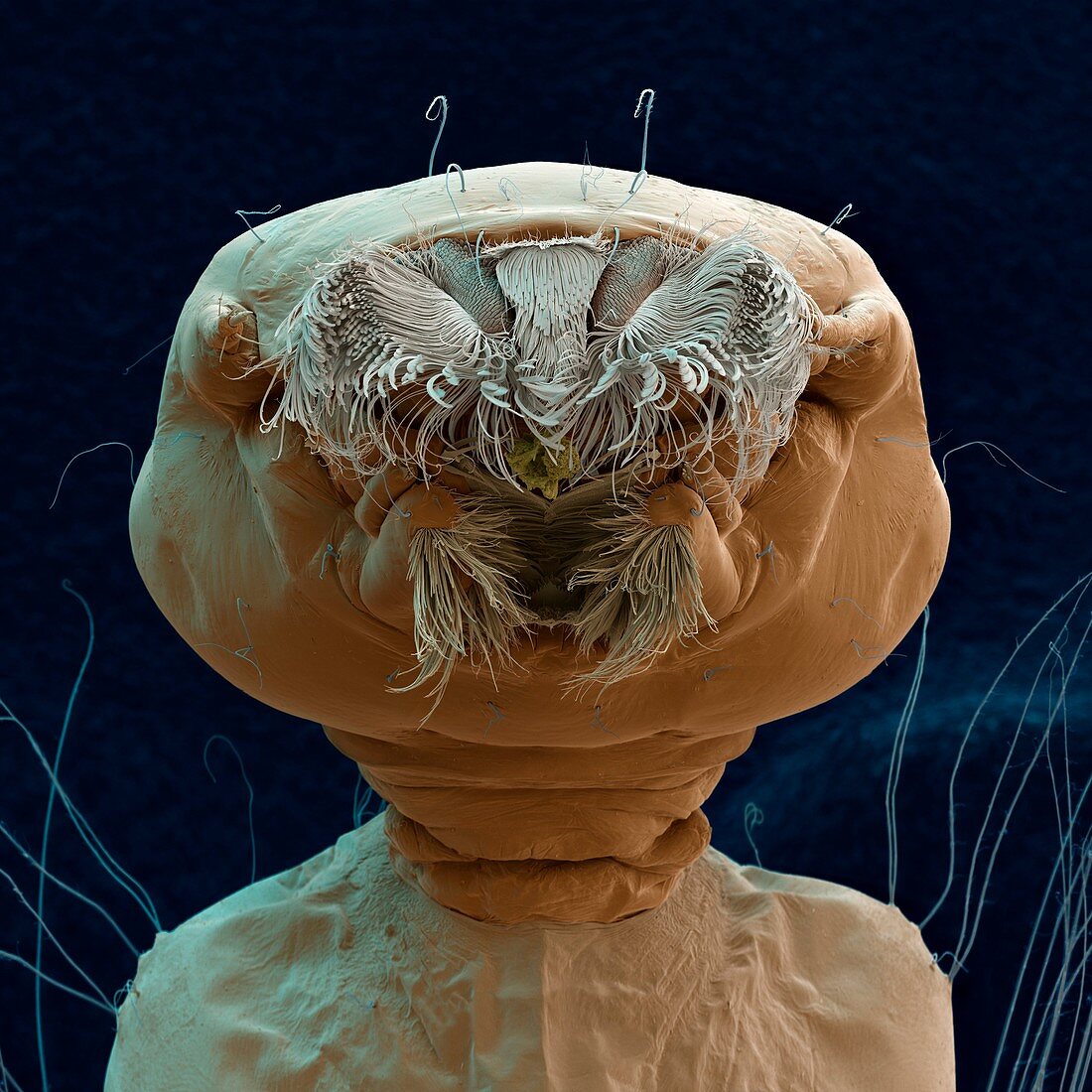 Aedes aegypti mosquito larva, SEM
