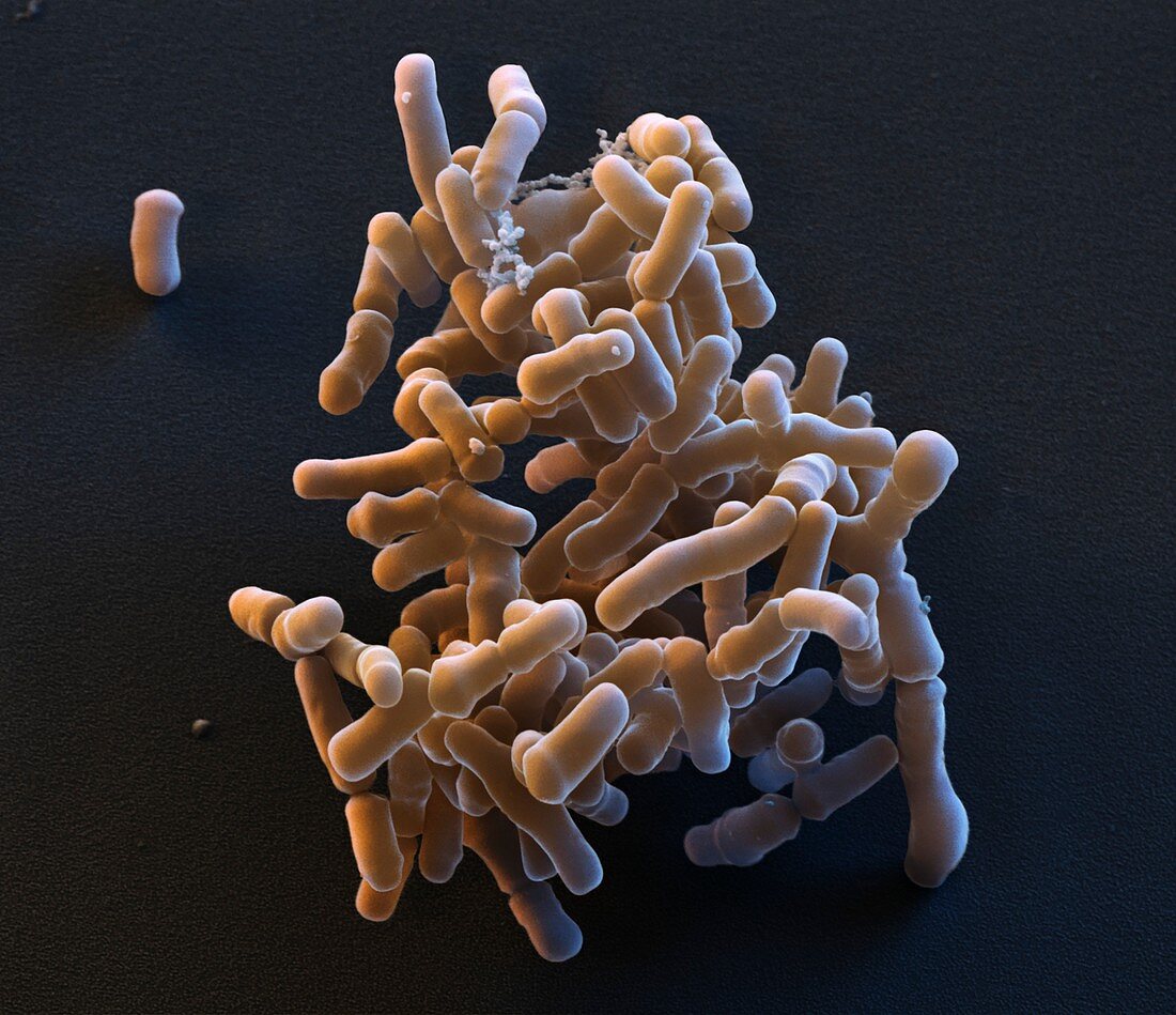 Bifidobacterium b 19kx - Bifidobacterium breve 19 000-1