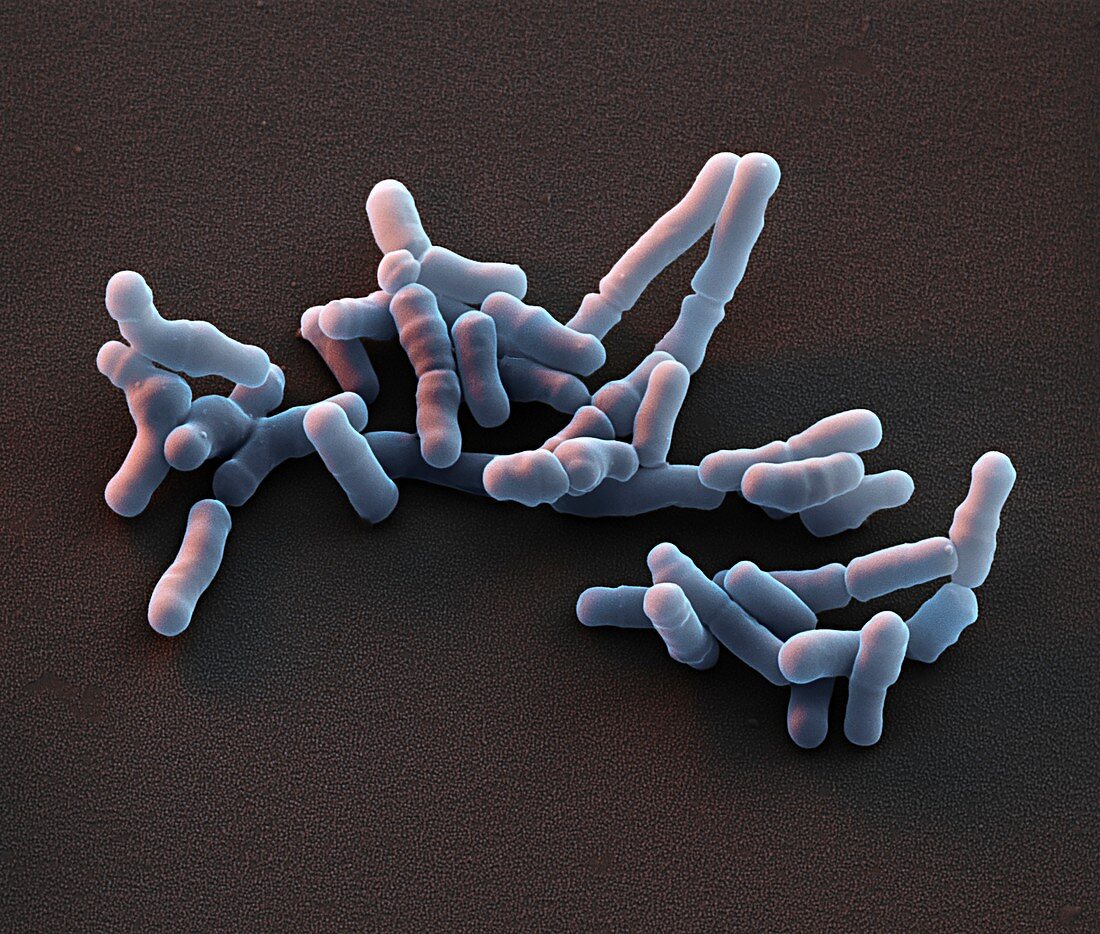 Bifidobacterium bacteria, SEM