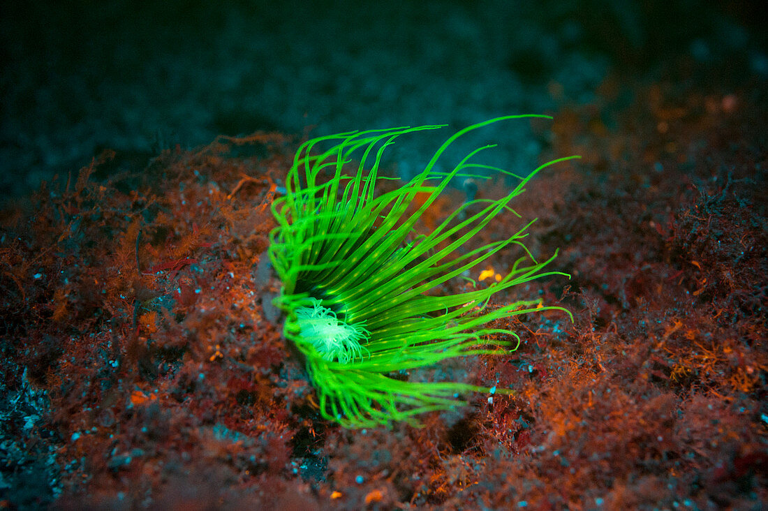 Tube-dwelling anemone fluorescing underwater