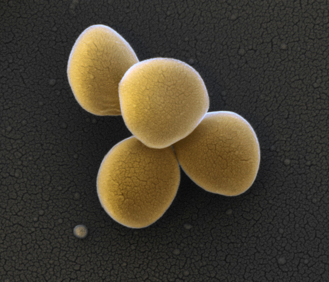 Staphylococcus lugdunensis bacteria, SEM