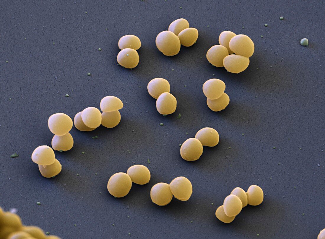 Staphylococcus lugdunensis bacteria, SEM