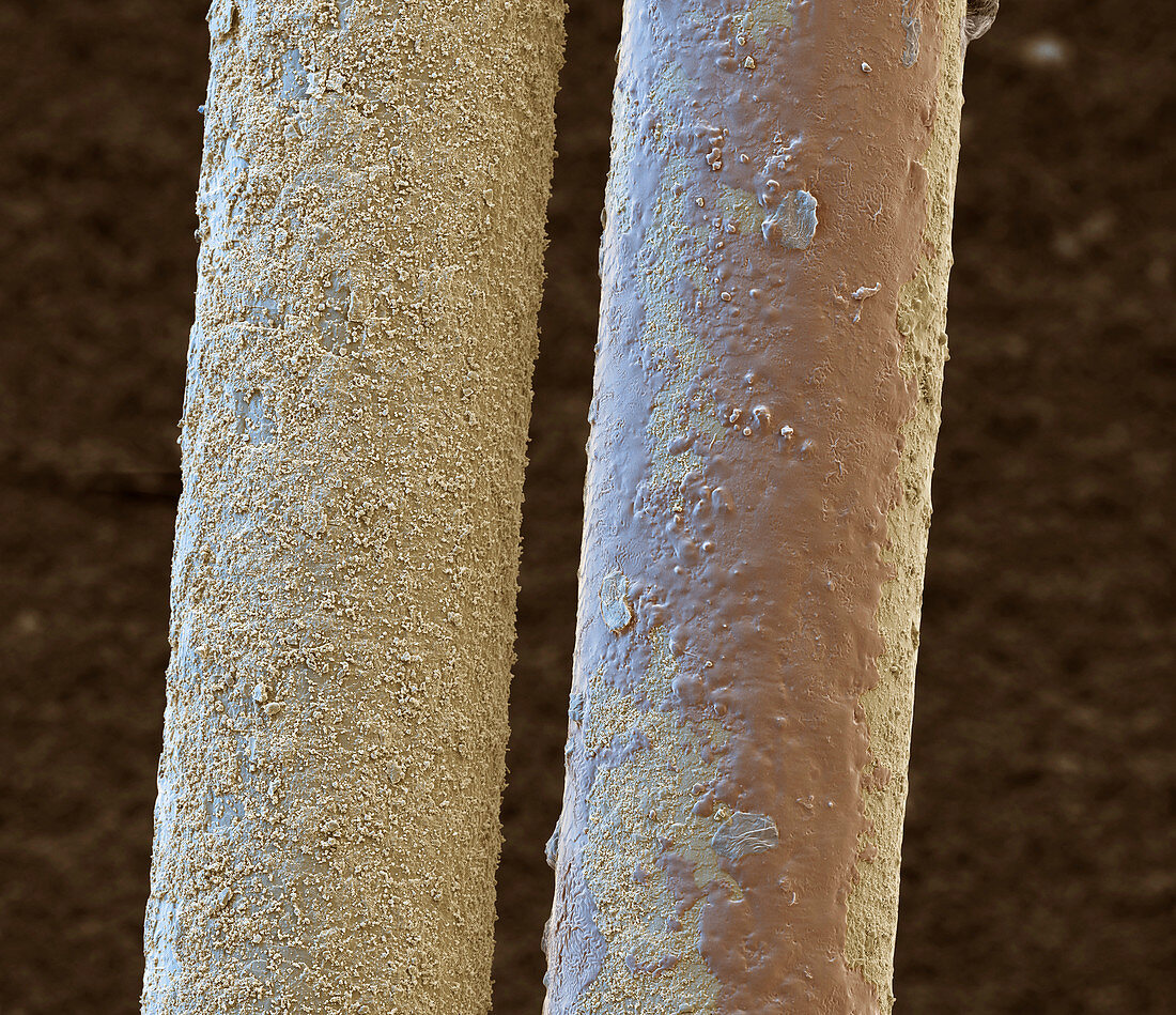 Hairs of a musical bow, SEM
