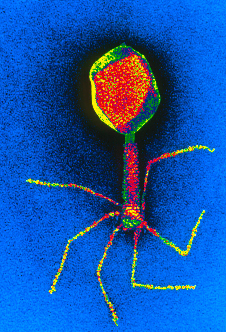 Coloured TEM of an E. coli bacteriophage