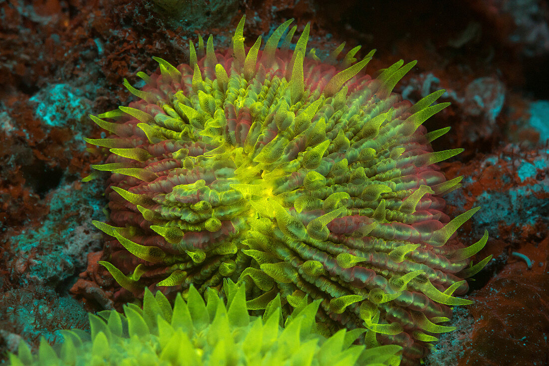 Fluorescent mushroom coral