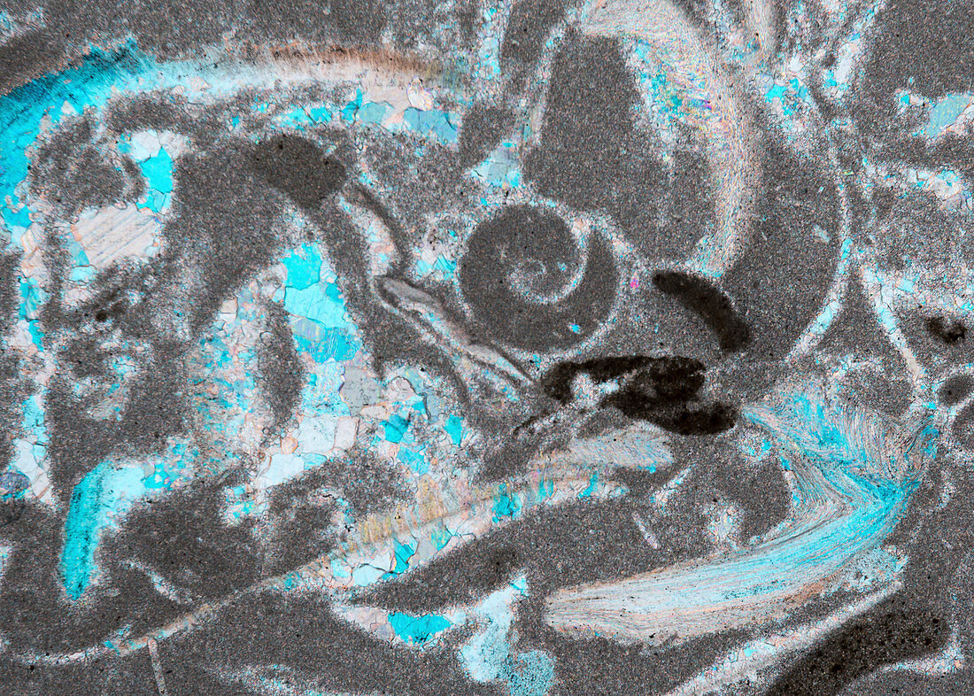Trochite limestone and fossils, polarised light micrograph