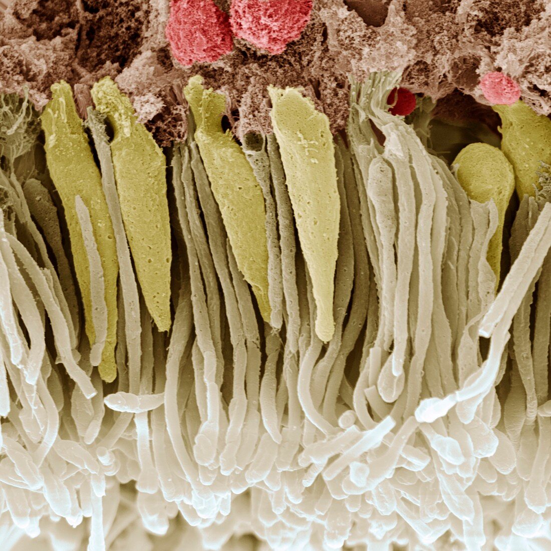 Retina rod and cone cells, SEM