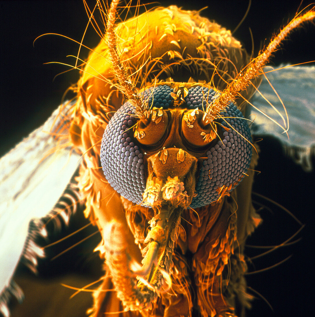 Coloured SEM of an Aedes Aegypti mosquito