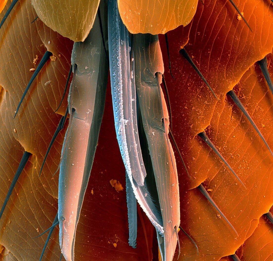 Coloured SEM of the mouthparts of a cat flea