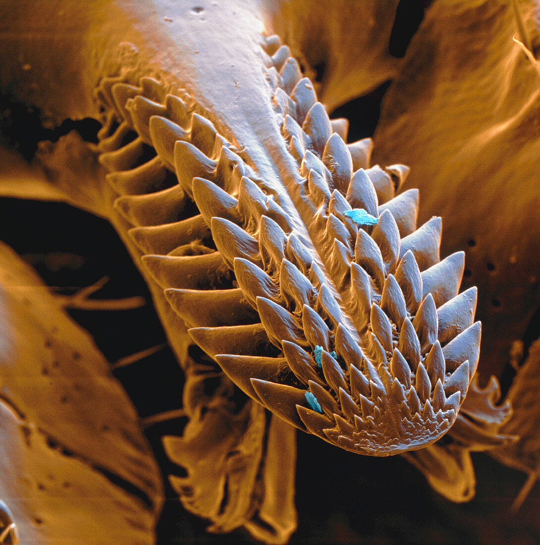 Sheep tick mouthparts, SEM