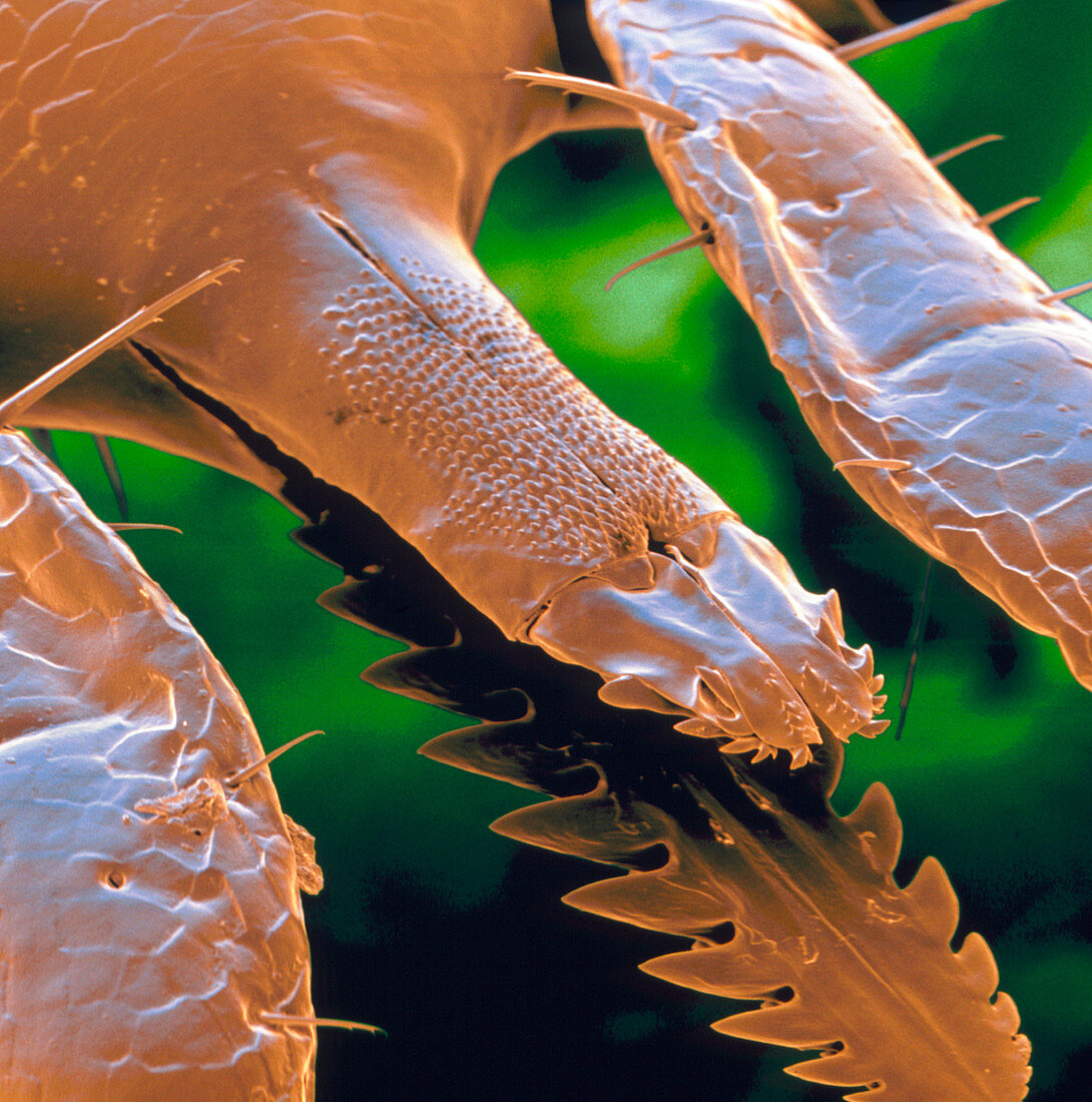 Coloured SEM of Lyme disease tick mouthparts