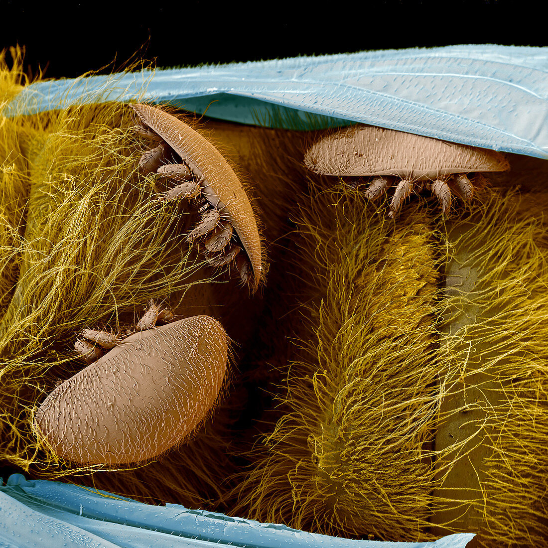 Coloured SEM of the honeybee mite Varroa jacobsoni