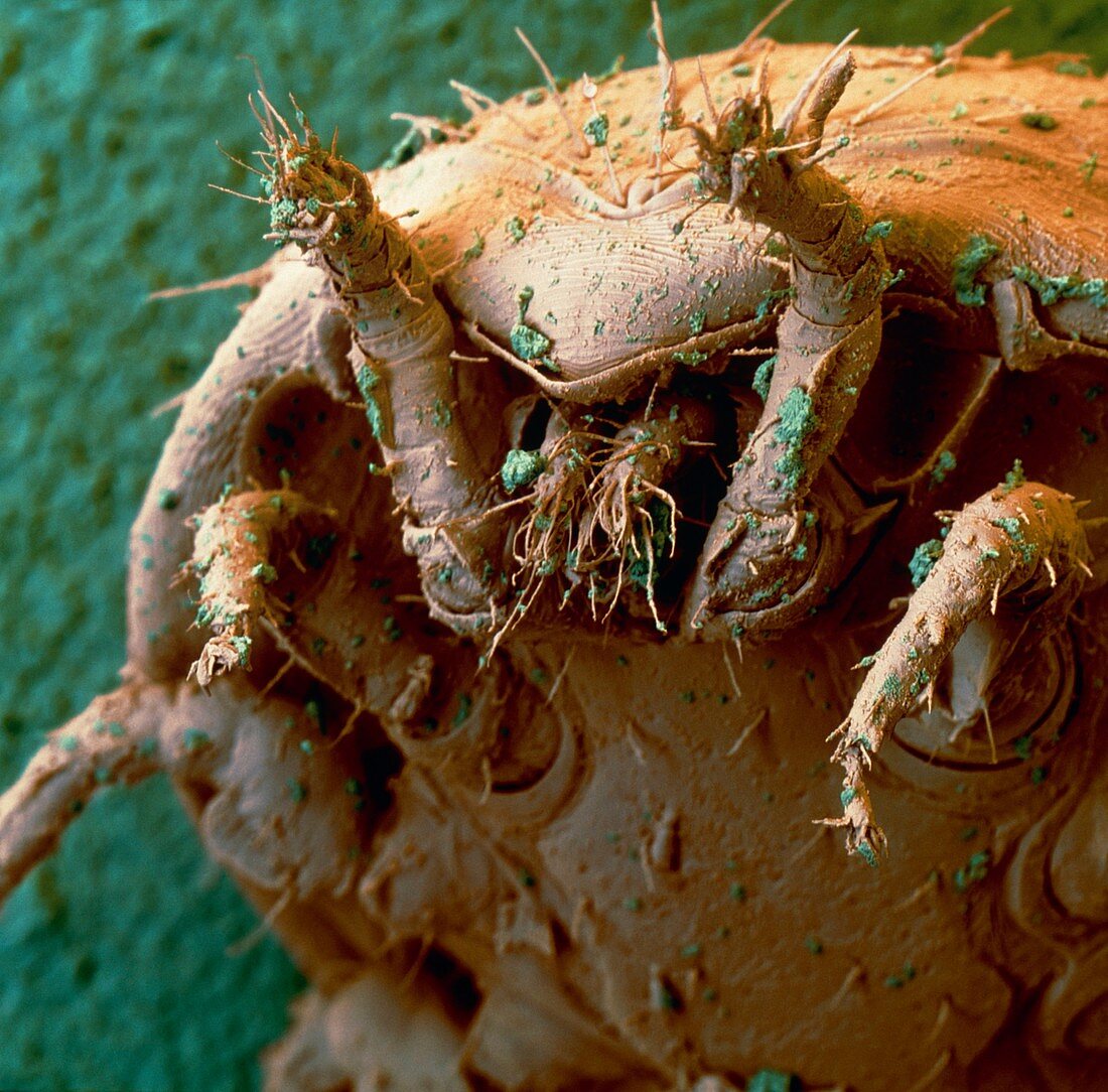 Coloured SEM of a turtle mite in a compost heap