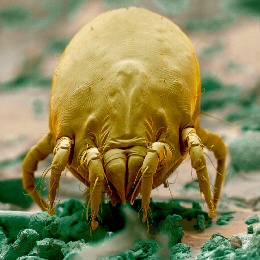 Sem of a dust mite