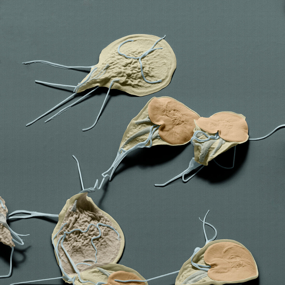 Giardia lamblia protozoa, SEM