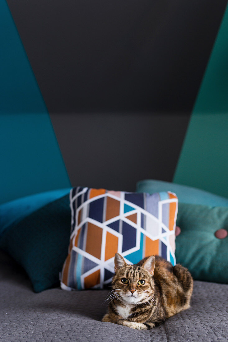 Cat and scatter cushions on bed in bedroom