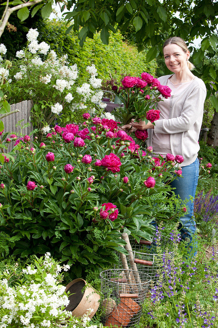 Peonies And Dwarf Lilac In The Bed