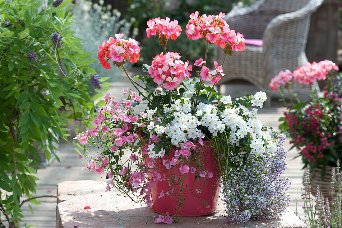 White - pink combination with geranium