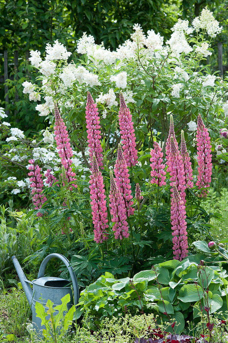 Lupine 'Gallery Rosa' vor Flieder 'Agnes Smith'