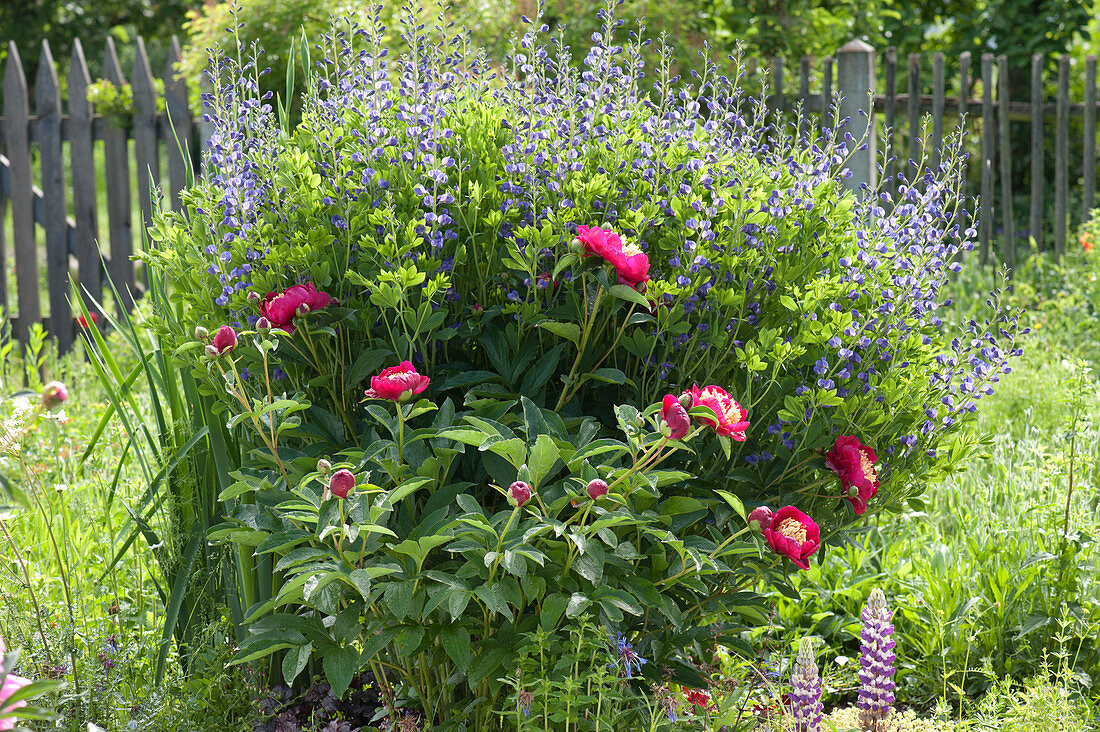 Early Summer Bed With Peony 'sword Dance' And Indigolupine