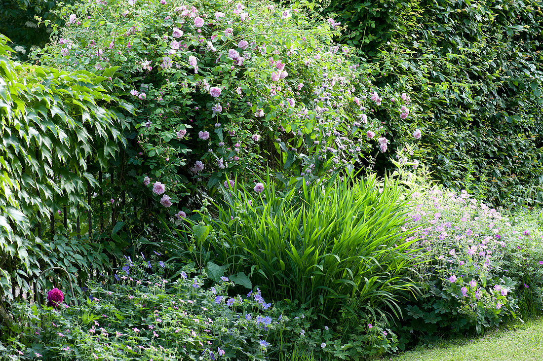 Climbing Rose 'jasmina' Overgrows Iron Fence