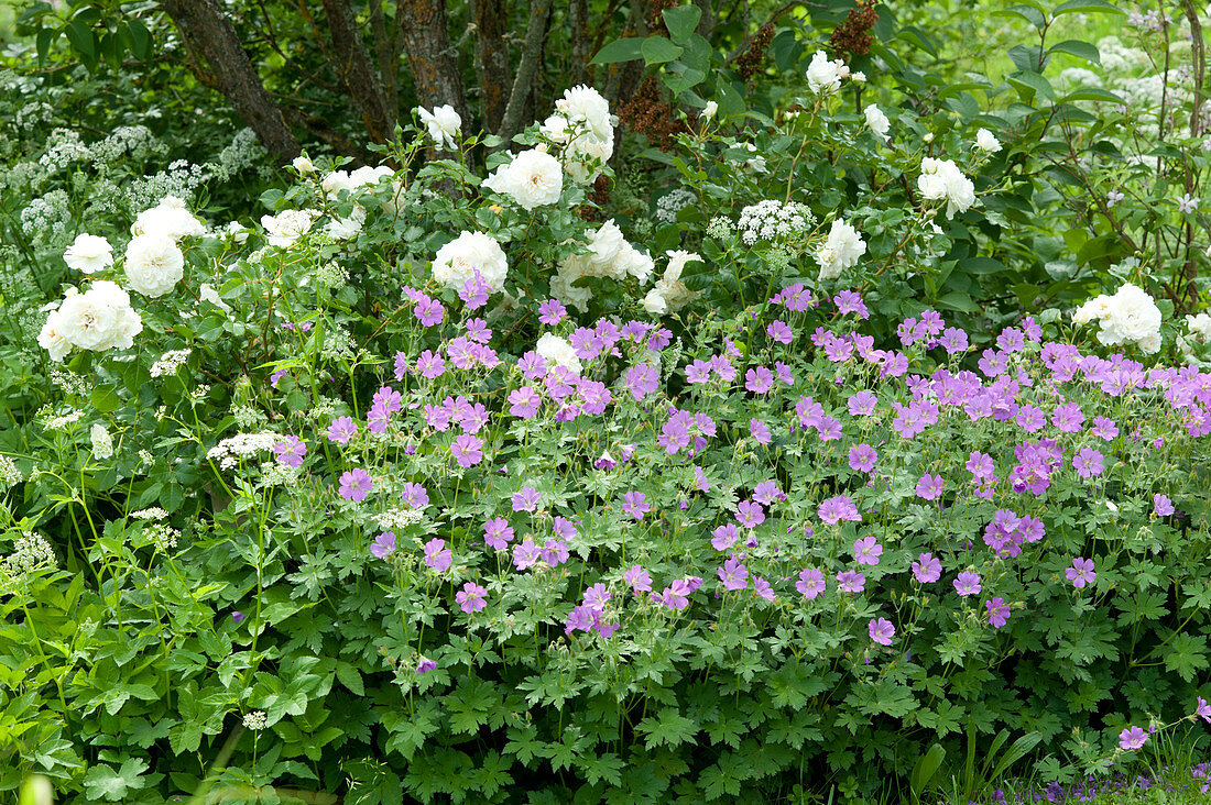 Meadow Storkbill And White Rose In The Bed