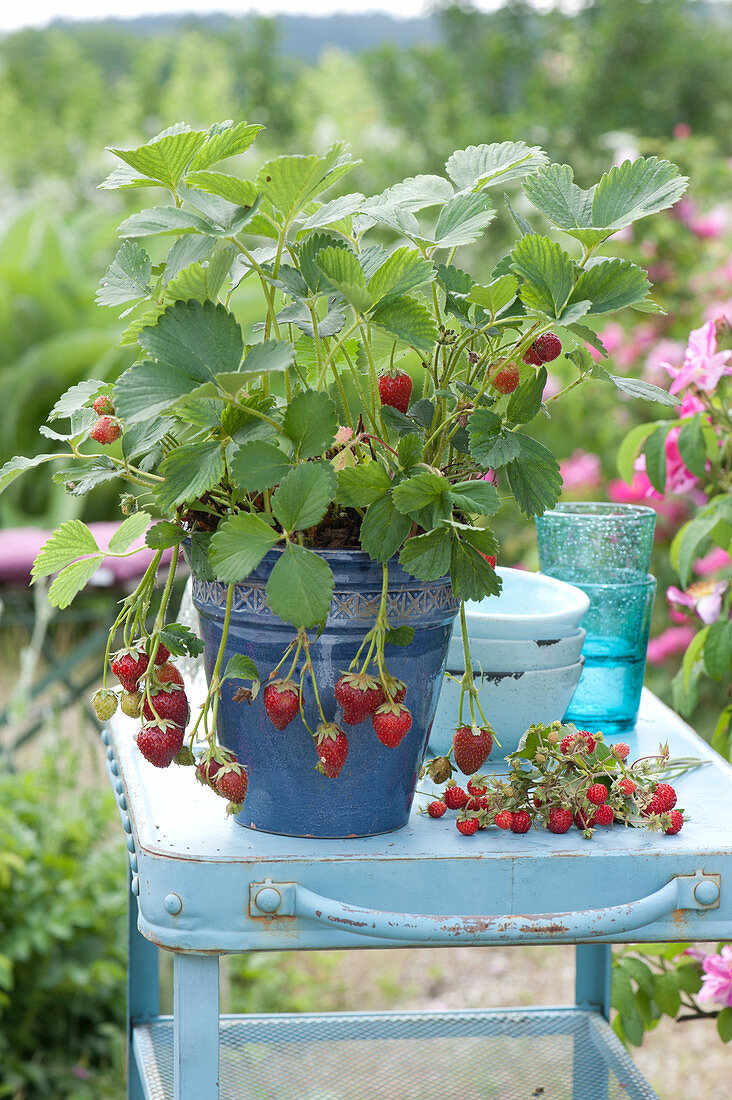 Erdbeere mit Früchten im blauen Topf