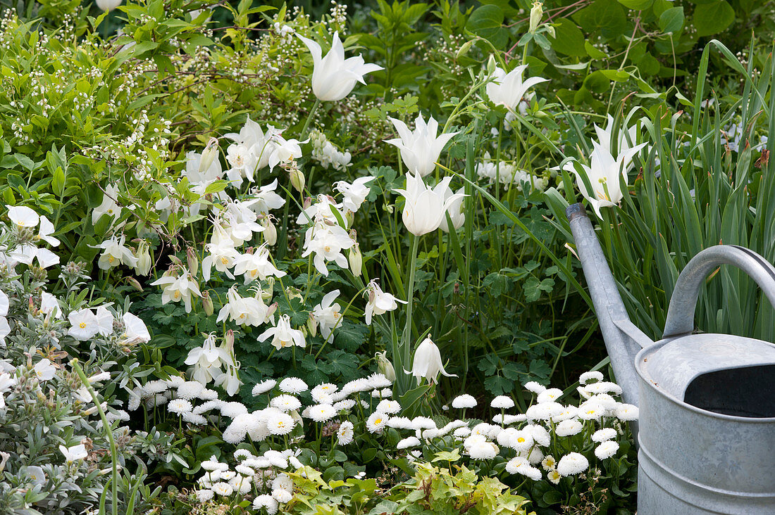Weißes Frühsommer-Beet mit Tulpen und Akelei