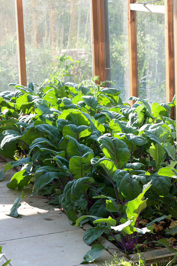 Kohlrabi 'delikatess Blauer' In The Greenhouse