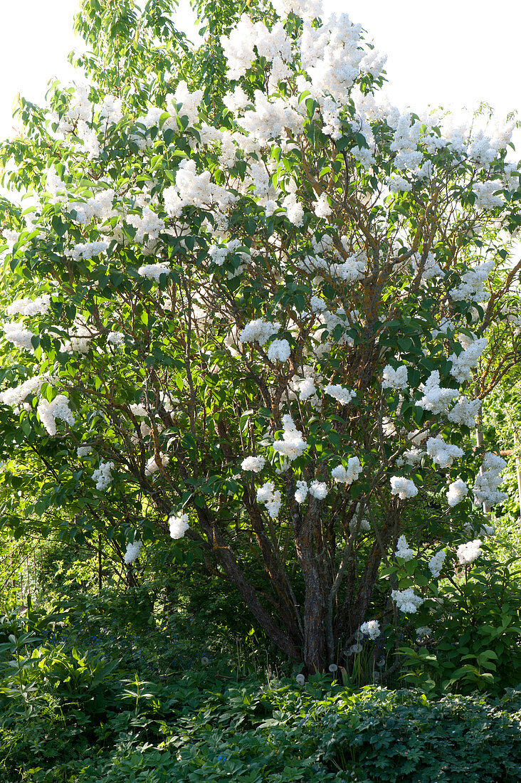 Lilac 'mme Lemoine' Filled White